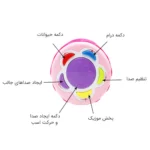 درام موزیکال هوانگر Huanger مدل اسب - تصویر 4